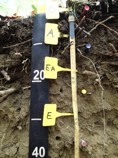 soil profile