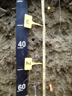 soil profile