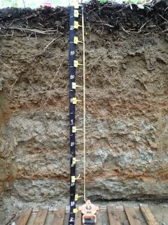 soil profile