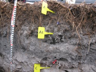 soil profile