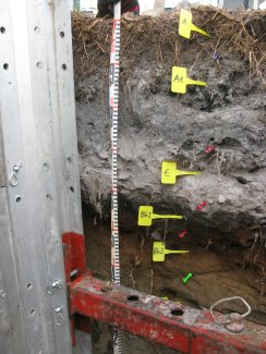 soil profile