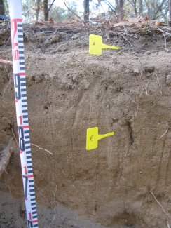 soil profile