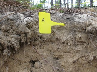 soil profile