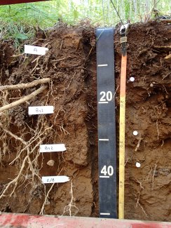 soil profile