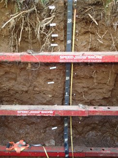 soil profile