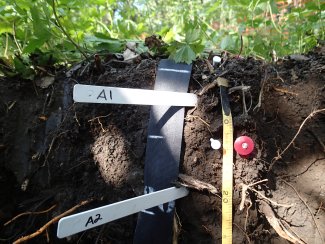 soil profile