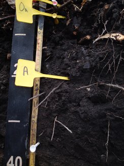 soil profile