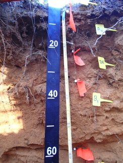 soil profile