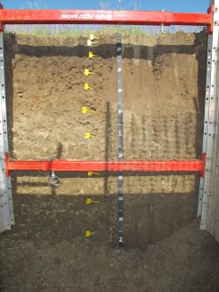 soil profile
