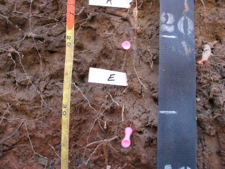 soil profile