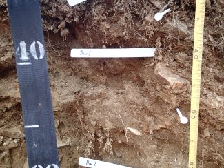 soil profile