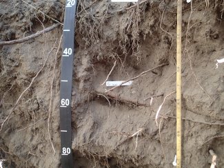 soil profile