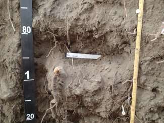 soil profile