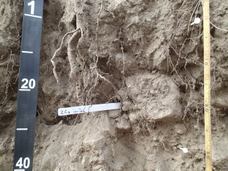 soil profile