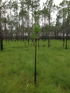 Longleaf pine forest in Coastal Georgia