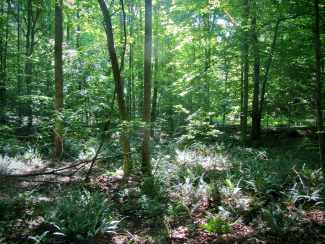 Mesic broadleaf forest in western North Carolina