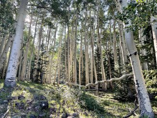 A fir and aspen forest in AZ