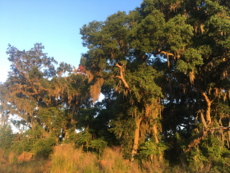 oaks in florida