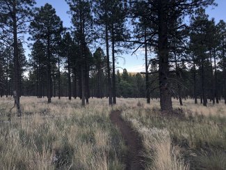 Ponderosa pine forest in Central Arizona