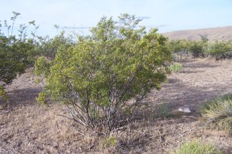 Creosote Bush