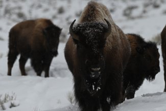 Bison by BLDE.