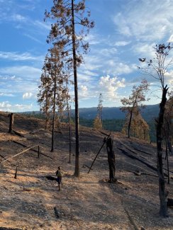 Burned trees at SOAP, D17.