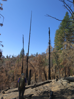 Burned trees at SOAP