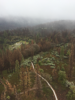 Aerial view of the trees at SOAP before a fire event