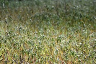 invasive cheatgrass