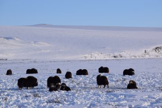 TOOL muskox