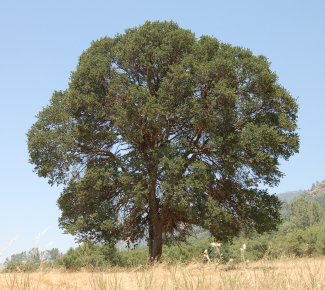 large blue oak