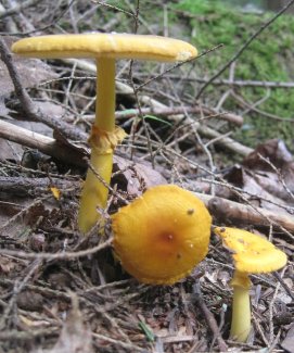 fungi at Harvard Forest