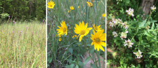 flowers in the cedar barrens