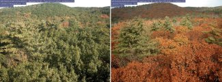 Fall color change at HARV