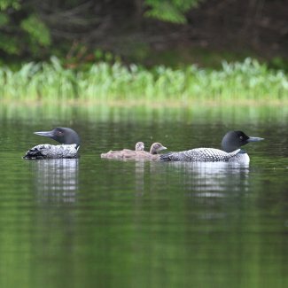 Loons on water