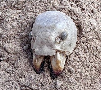 A dried cricket head