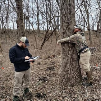 Techs measuring a tree