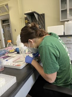 Olivia Chapman working in the laboratory