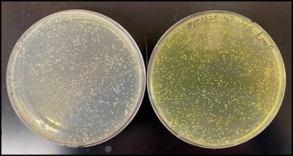Assays of Pseudomonas kielensis