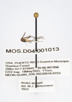 photo of pinned mosquito specimen with label