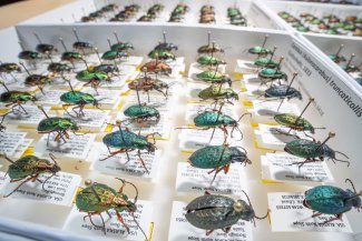 Carabid beetle specimens