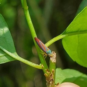 Red banded leafhopper on winterberry