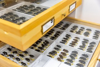 Drawers of beetle specimens archived at the NEON Biorepository