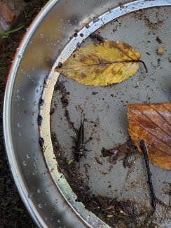 Aquatic macroinvertebrates in Domain 01 (MA)