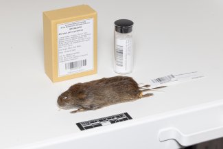 image of a vole