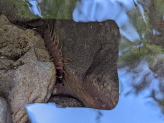An aquatic invertebrate on a rock in a stream