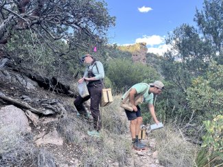 Danielle Blumstein and Gabriele Schiro setting small mammal traps on a hill