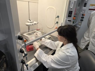 A student in a lab preparing beetle samples for analysis