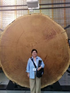 Dr. Yujie Liu stands in front of a large tree cookie 