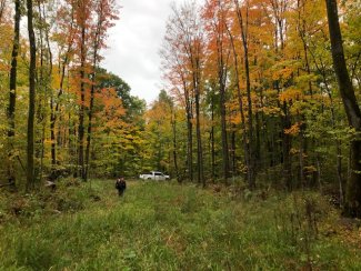 Field technician walking through Autumn trees in Chequamegon-Nicolet National Forest.  